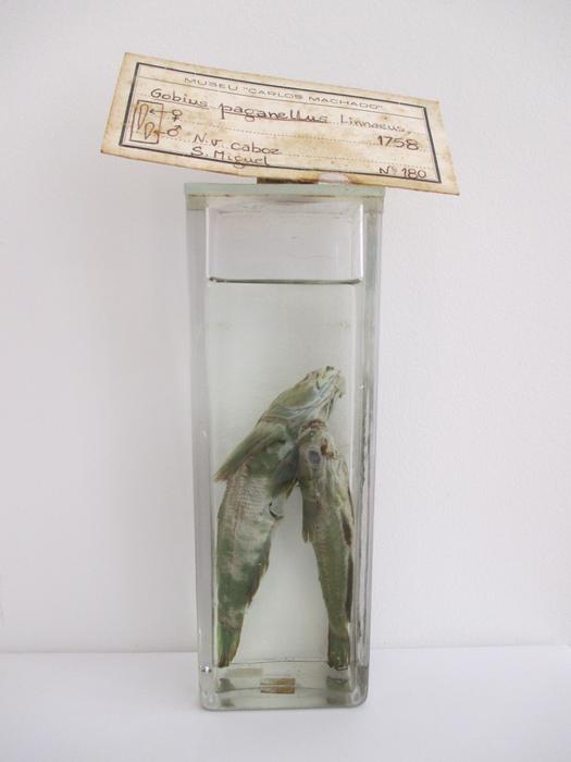 Gobius paganellus Linnaeus, 1758 [Frasco - 2 exemplares]