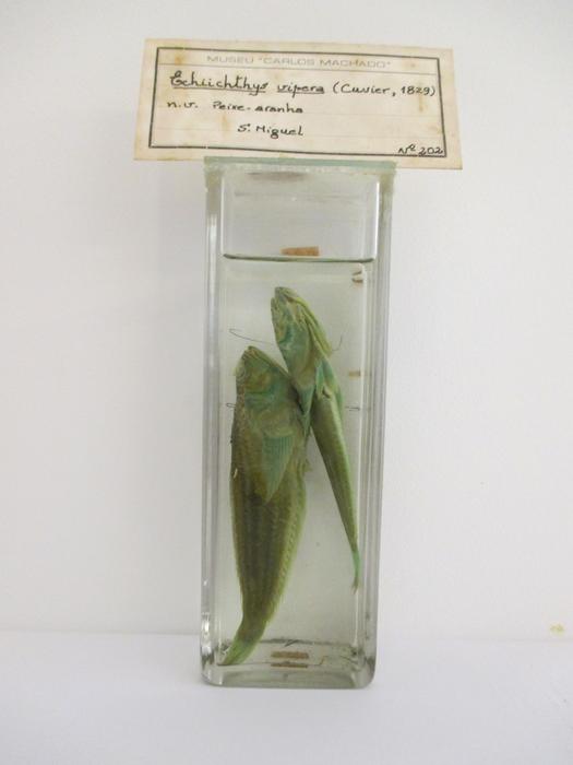 Echiichthys vipera (Cuvier, 1829) [Frasco - 2 exemplares]