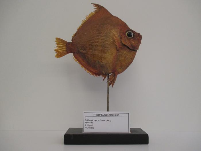 Antigonia capros Lowe, 1843
