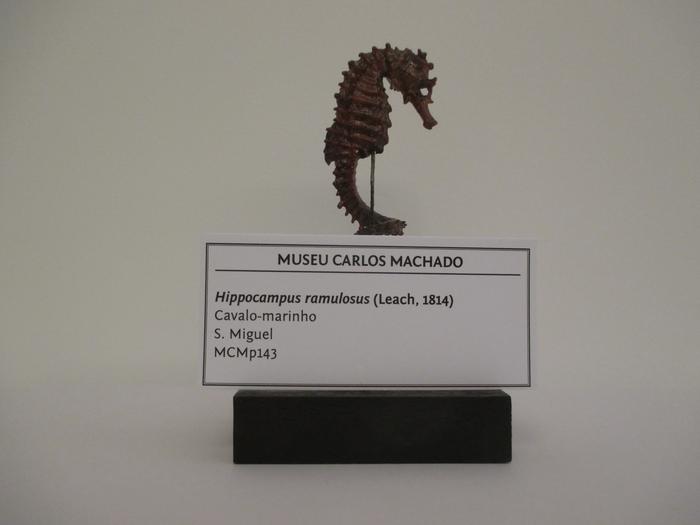 Hippocampus guttulatus Cuvier, 1829