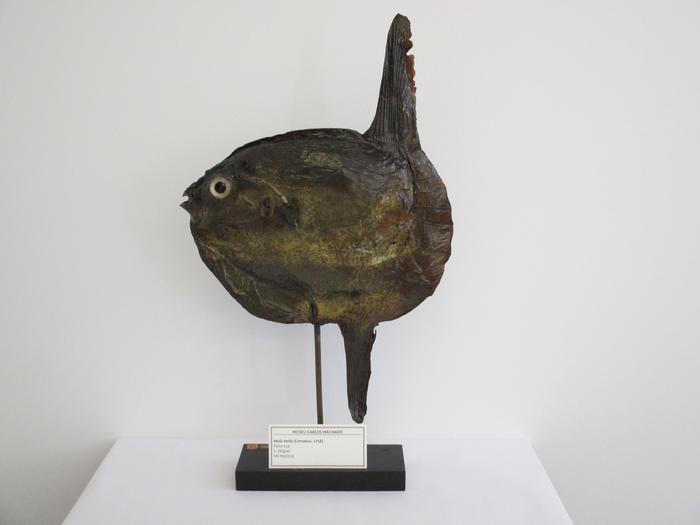 Mola mola (Linnaeus, 1758)