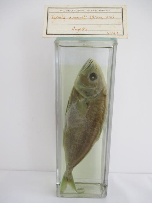 Seriola dumerili (Risso, 1810)