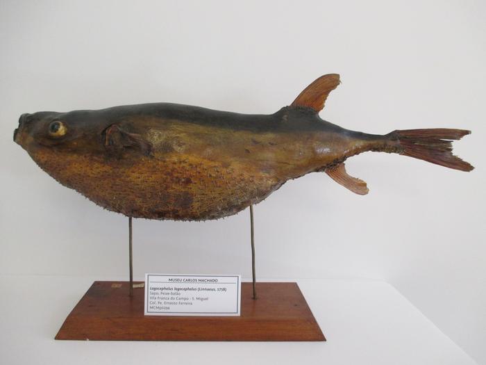 Lagocephalus lagocephalus (Linnaeus, 1758)