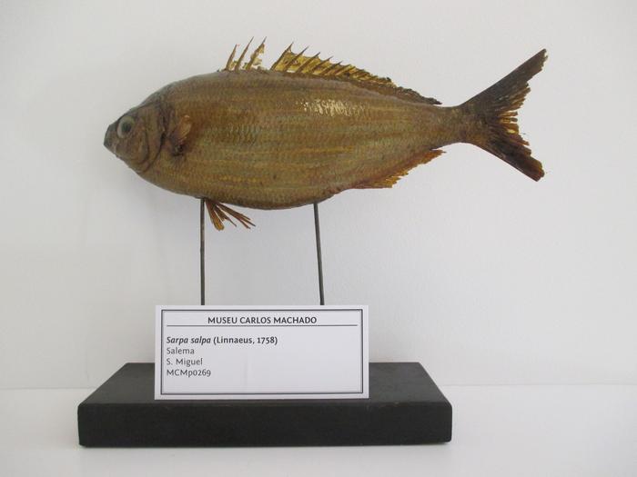 Sarpa salpa (Linnaeus, 1758)
