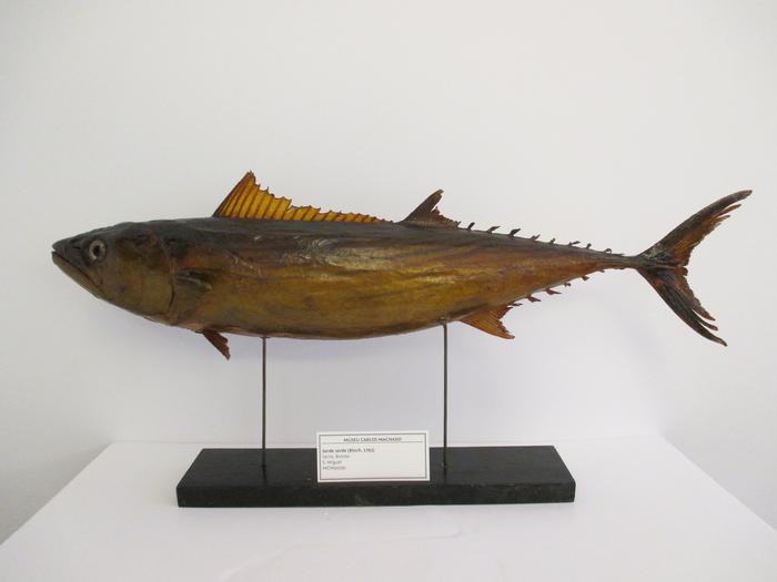 Sarda sarda (Bloch, 1793)