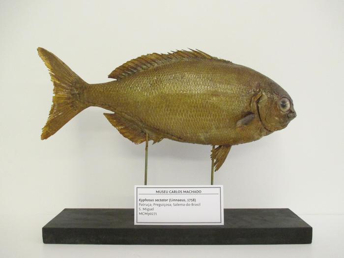 Kyphosus sectatrix <b>(Linnaeus, 1758)</b>
