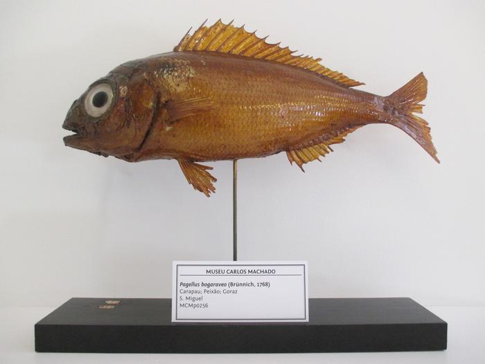 Pagellus bogaraveo (Brünnich, 1768)