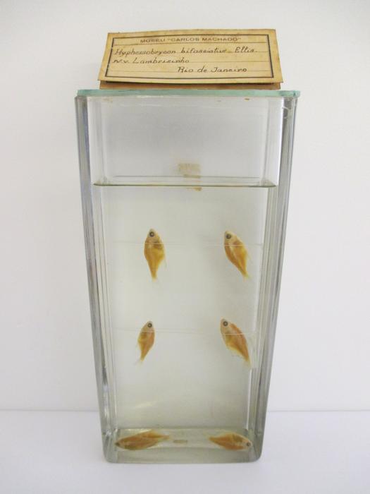 Hyphessobrycon bifasciatus Ellis, 1911 [Frasco - 6 exemplares]
