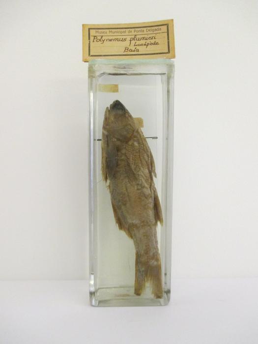 Polynemus plumieri (Lacepède)