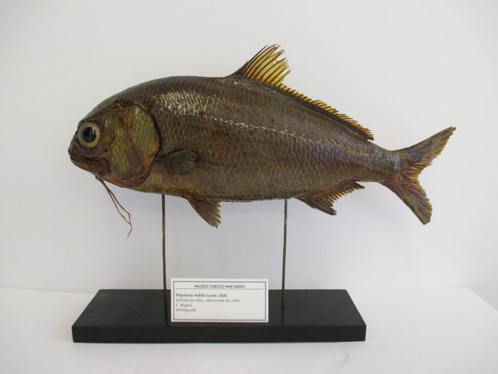 Polymixia nobilis Lowe, 1836