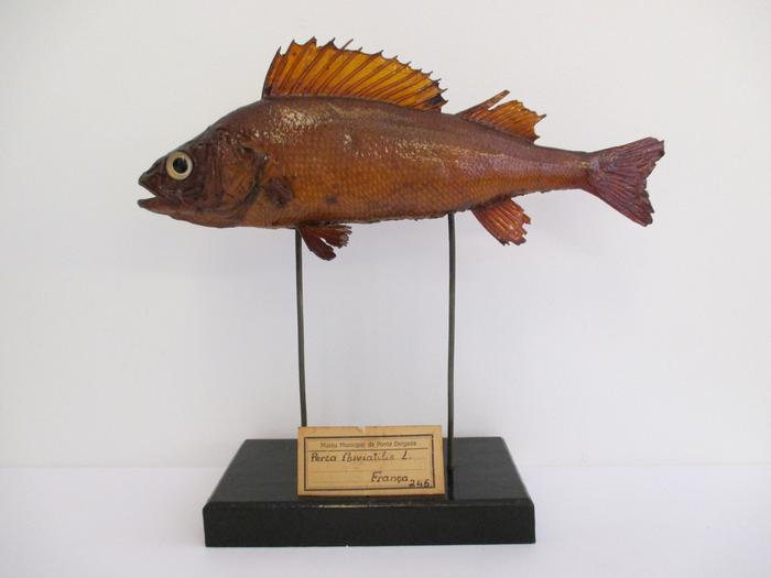 Perca fluviatilis Linnaeus, 1758