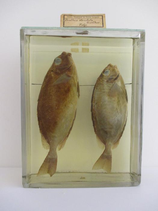 Siganus spinus (Linnaeus, 1758) [Frasco - 2 exemplares]