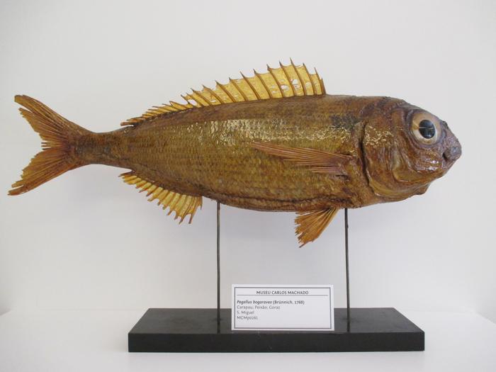 Pagellus bogaraveo (Brünnich, 1768)