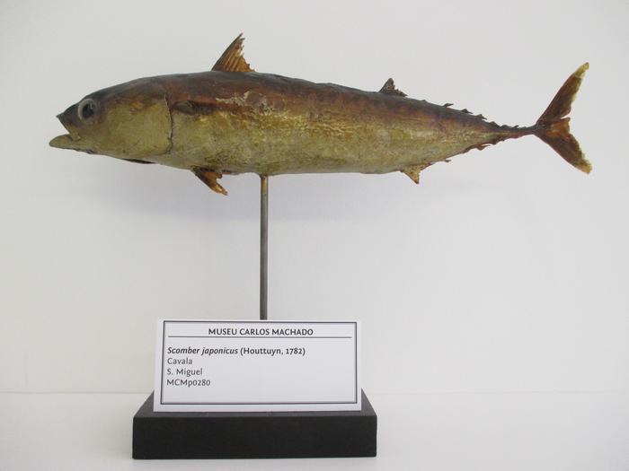Scomber japonicus Houttuyn, 1782