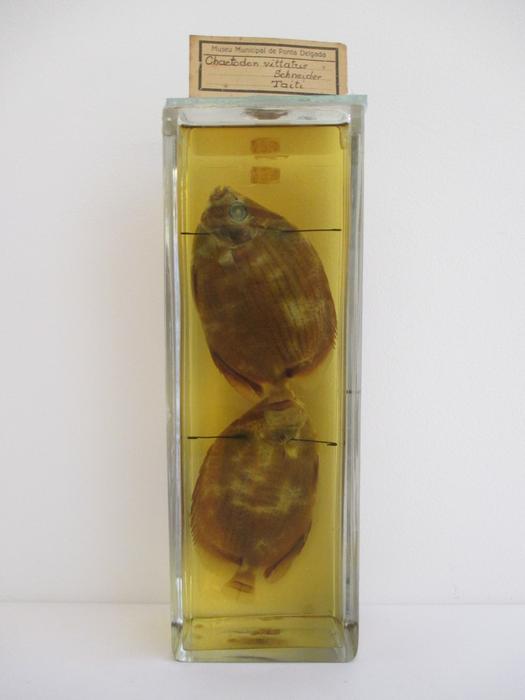 Chaetodon trifasciatus Park, 1797 [Frasco - 2 exemplares]