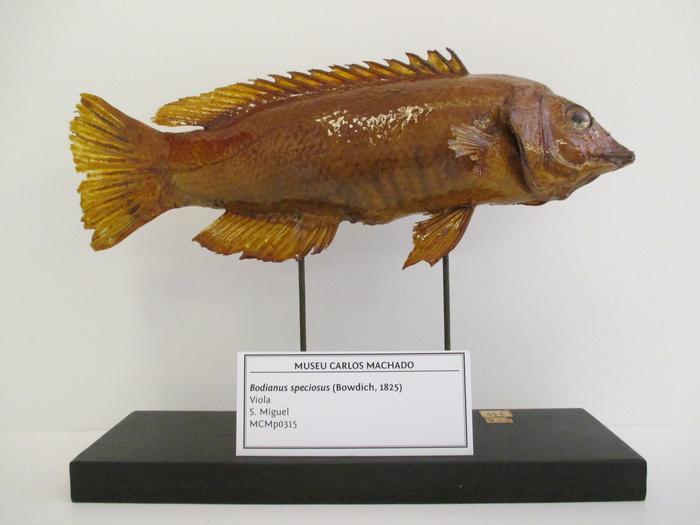 Bodianus speciosus (Bowdich, 1825)