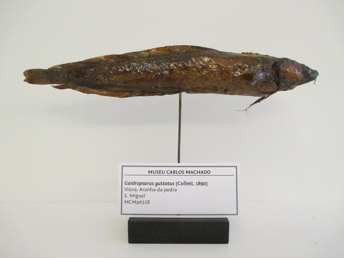 Gaidropsarus guttatus (Collett, 1890)
