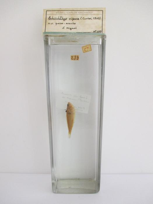 Echiichthys vipera (Cuvier, 1829)