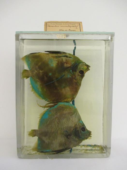 Heniochus acuminatus (Linnaeus, 1758) [Frasco - 2 exemplares]