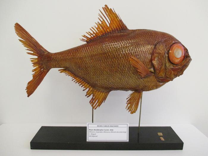 Beryx decadactylus Cuvier, 1829