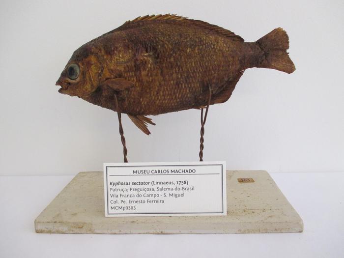 Kyphosus sectatrix <b>(Linnaeus, 1758)</b>