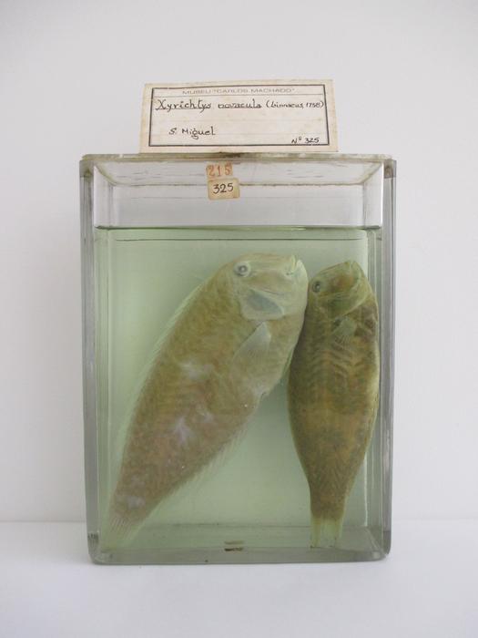Xyrichtys novacula (Linnaeus, 1758) [Frasco - 2 exemplares]