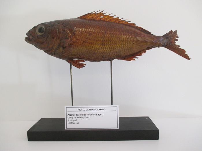 Pagellus bogaraveo (Brünnich, 1768)