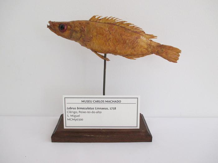 Cichlasoma bimaculatum (Linnaeus, 1758)