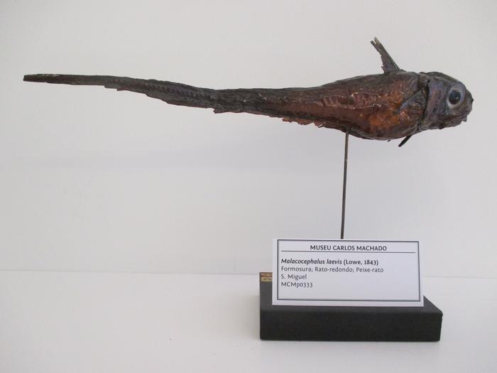 Malacocephalus laevis (Lowe, 1843)