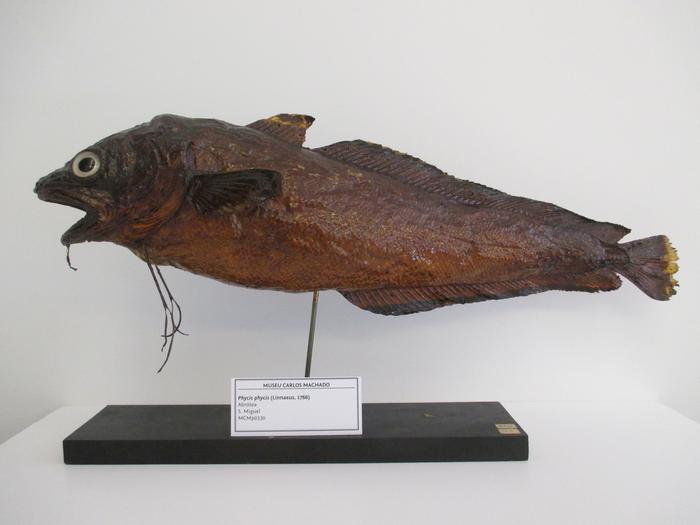Phycis phycis (Linnaeus, 1766)