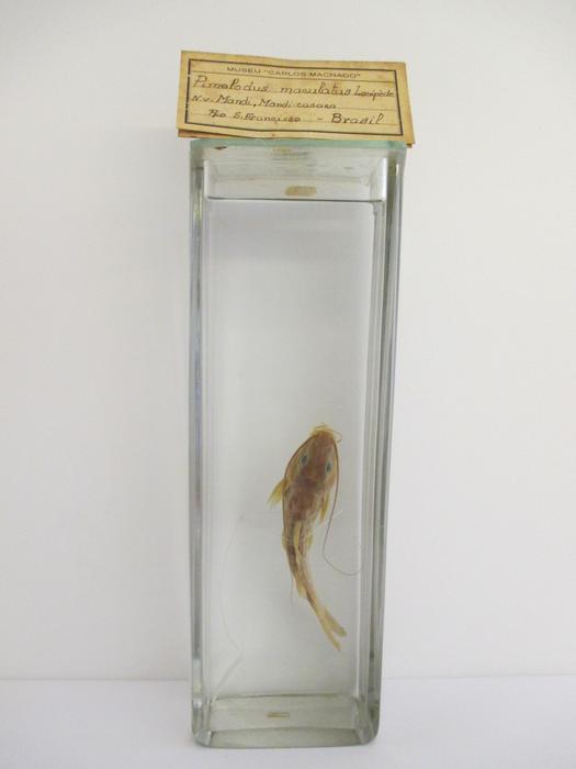 Pimelodus maculatus Lacépède, 1803
