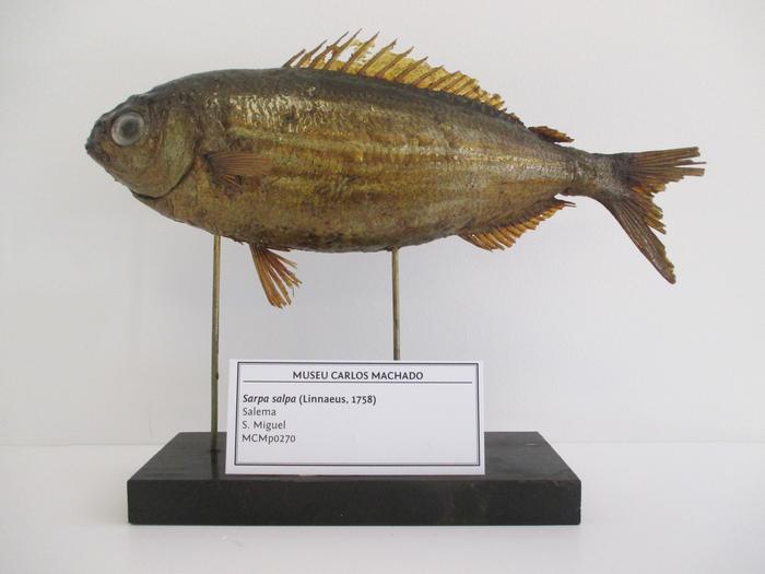 Sarpa salpa (Linnaeus, 1758)