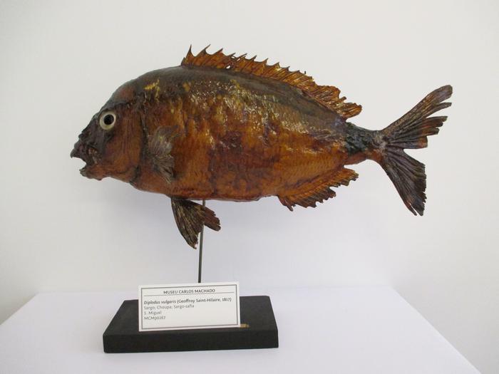 Diplodus vulgaris (Geoffroy Saint-Hilaire, 1817)