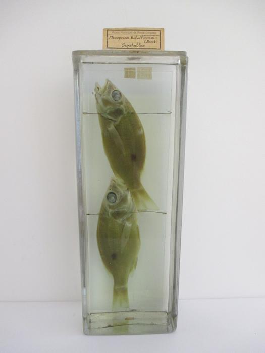 Mesoprion fulviflamma [Frasco - 2 exemplares]