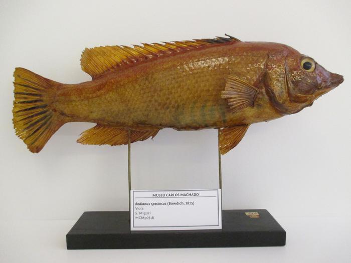 Bodianus speciosus (Bowdich, 1825)