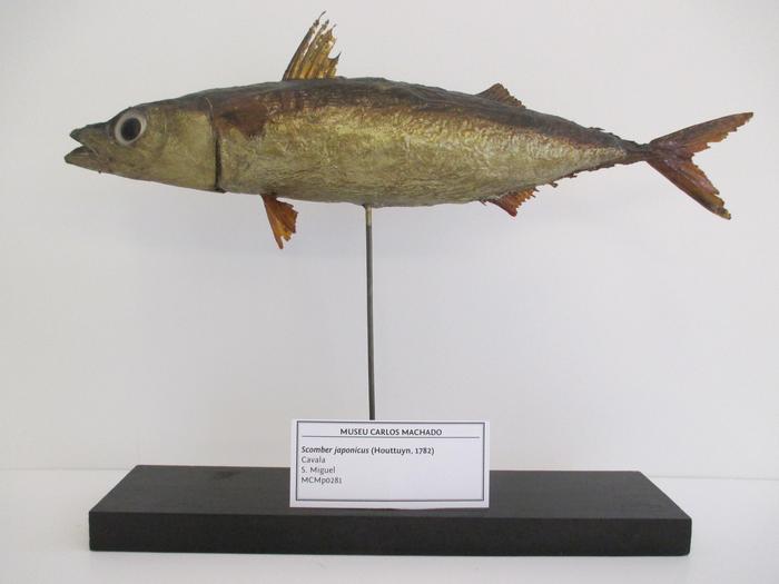 Scomber japonicus Houttuyn, 1782