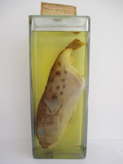 Sphoeroides spengleri (Bloch, 1785)