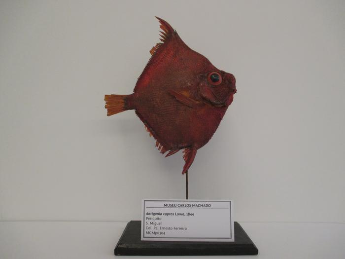 Antigonia capros Lowe, 1843