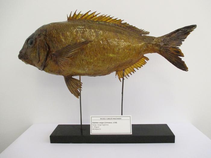 Diplodus sargus (Linnaeus, 1758)