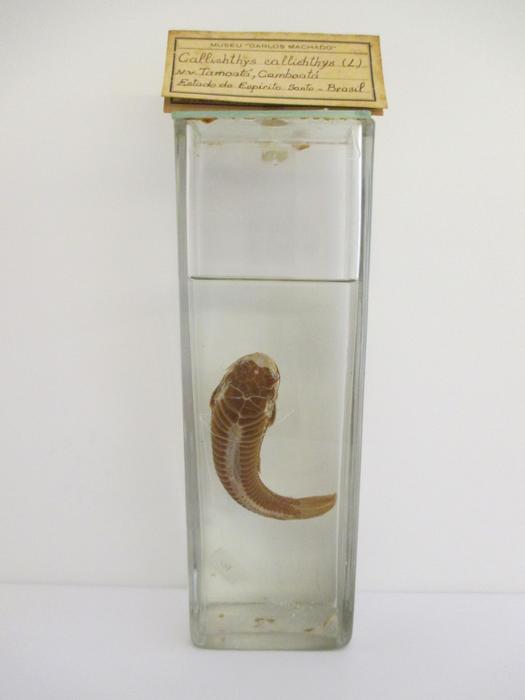 Callichthys callichthys Meuschen, 1778
