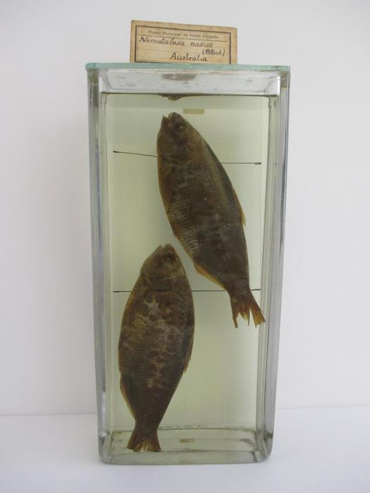 Nematalosa nasus (Bloch, 1795) [Frasco - 2 exemplares]