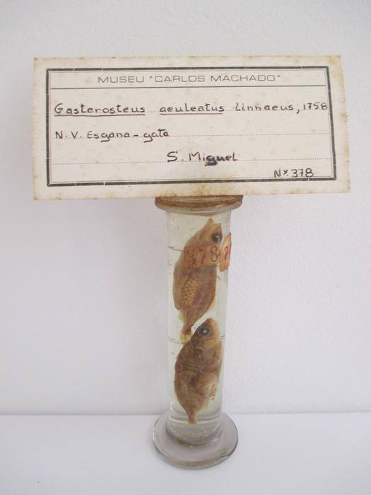 Gasterosteus aculeatus Linnaeus, 1758 [Frasco - 2 exemplares]