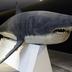 Carcharodon carcharias (Linnaeus, 1758)