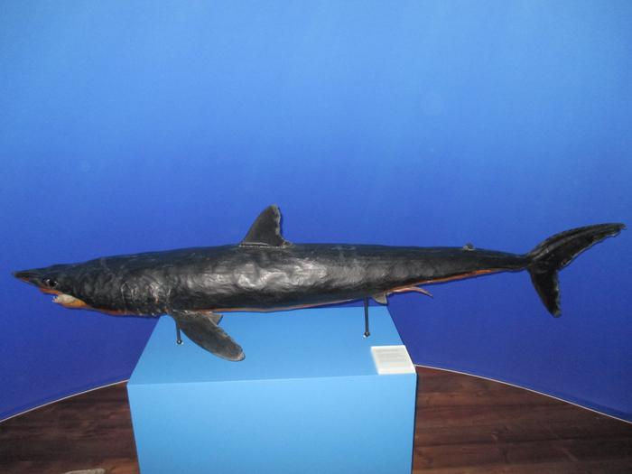 Isurus oxyrinchus Rafinesque, 1810