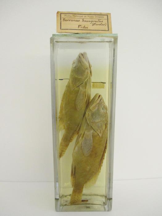 Epinephelus hexagonatus (Forster, 1801) [Frasco - 2 exemplares]