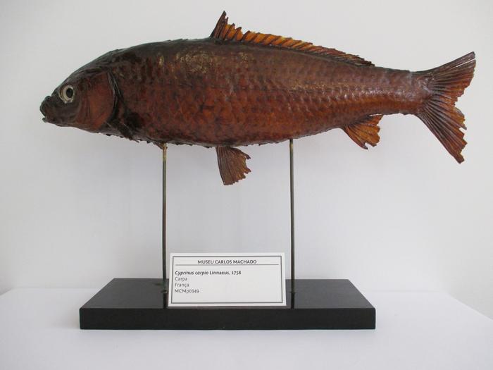 Cyprinus carpio Linnaeus, 1758