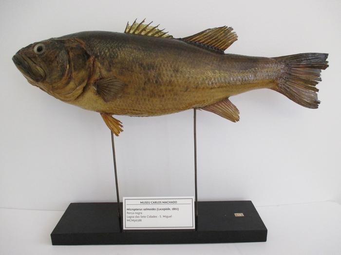 Micropterus salmoides (Lacepède, 1802)