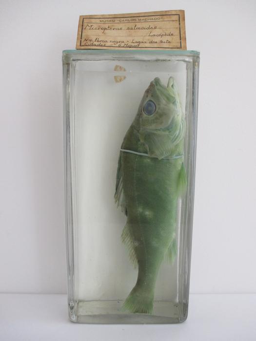 Micropterus salmoides (Lacepède, 1802)