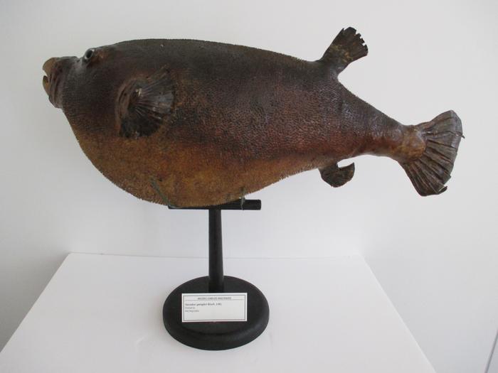 Sphoeroides spengleri (Bloch, 1785)