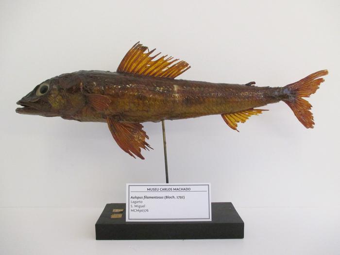 Aulopus filamentosus (Bloch, 1792)